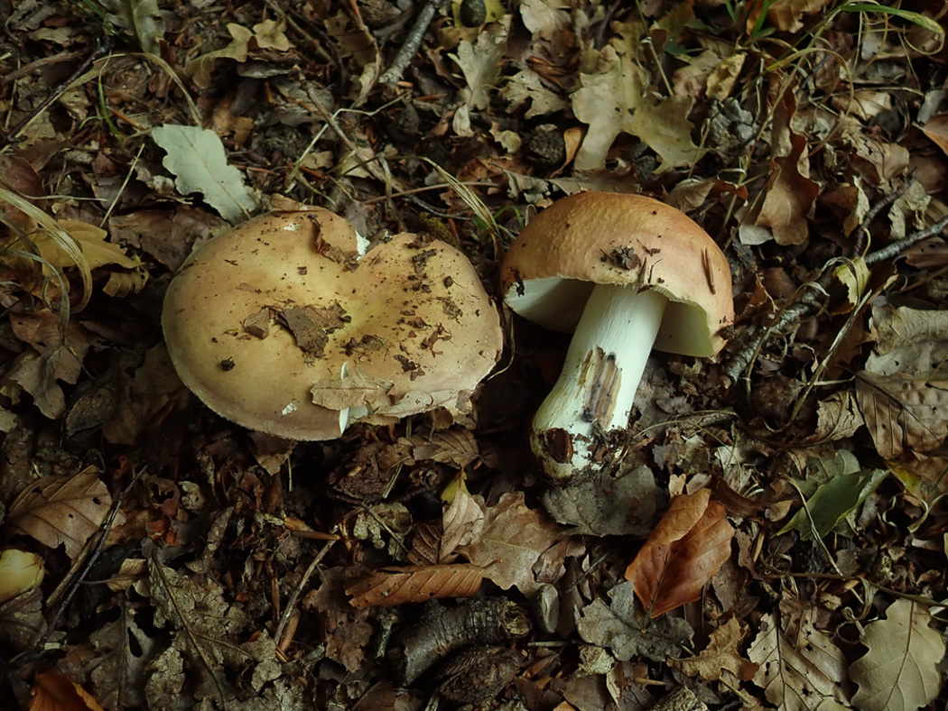 Photo © Penny Cullington Russula faginea by Penny Cullington